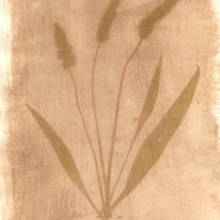 Walk and Botanical Print Making Workshop