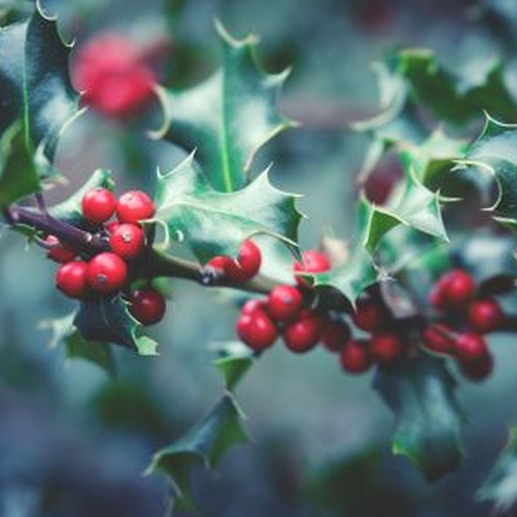 Kilburn Coffee Morning: A greener festive season