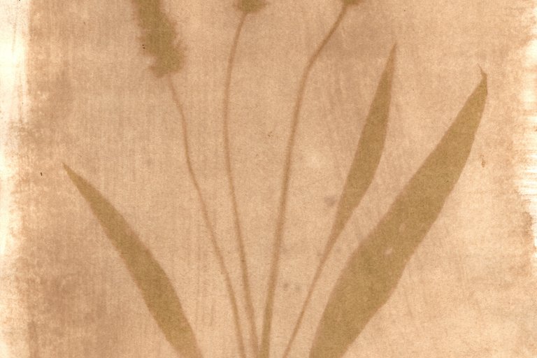 Walk and Botanical Print Making Workshop