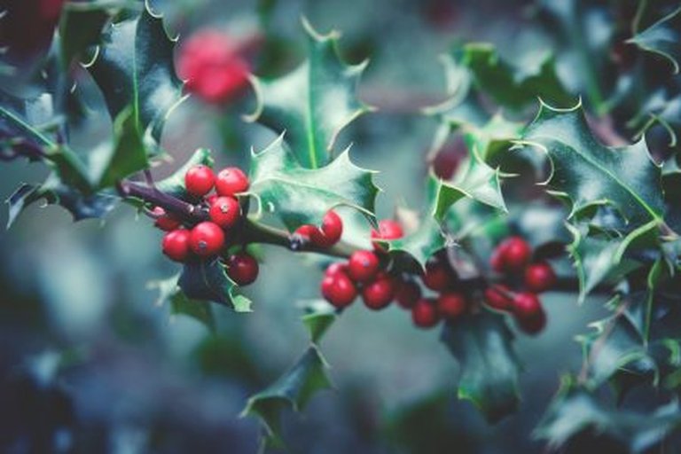Kilburn Coffee Morning: A greener festive season